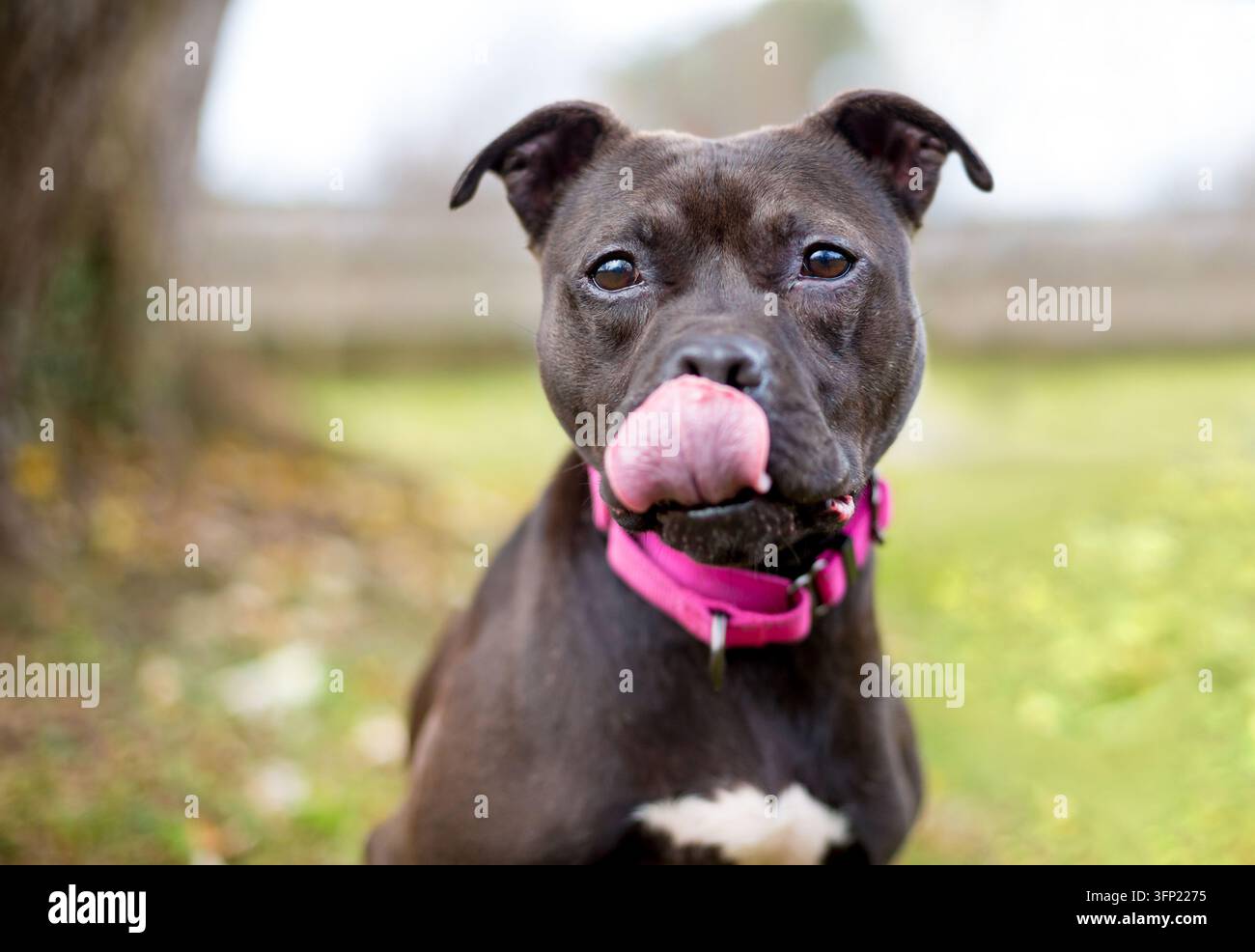 Un cane di razza mista Pit Bull Terrier con orecchie cadenti che si lecca le labbra Foto Stock