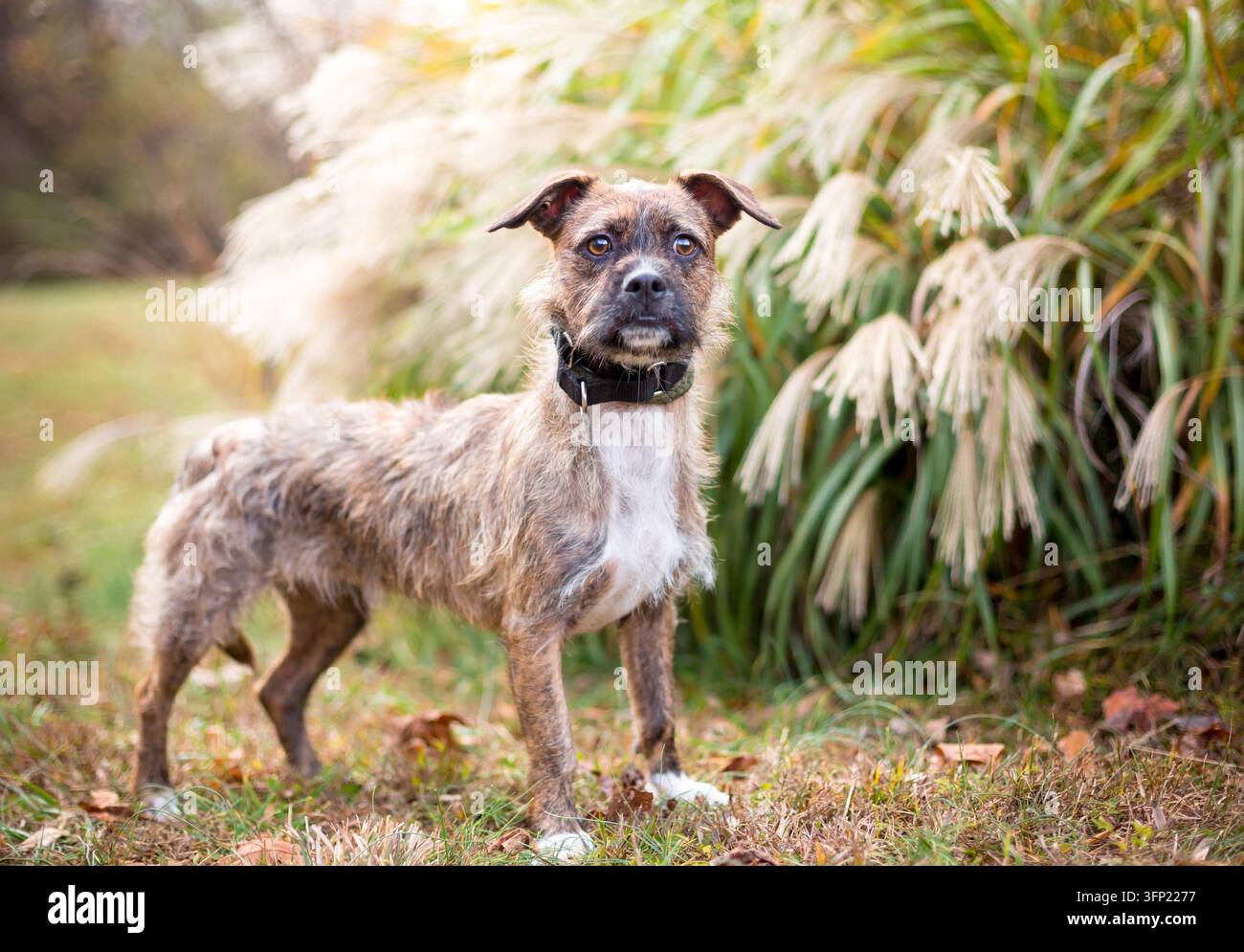 Un cane meticcio Border Terrier a pelo duro e trasandato in piedi all'aperto Foto Stock