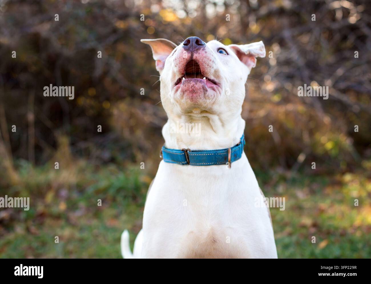 Un cane di razza mista Pit Bull Terrier che apre la bocca per catturare un bocconcino Foto Stock