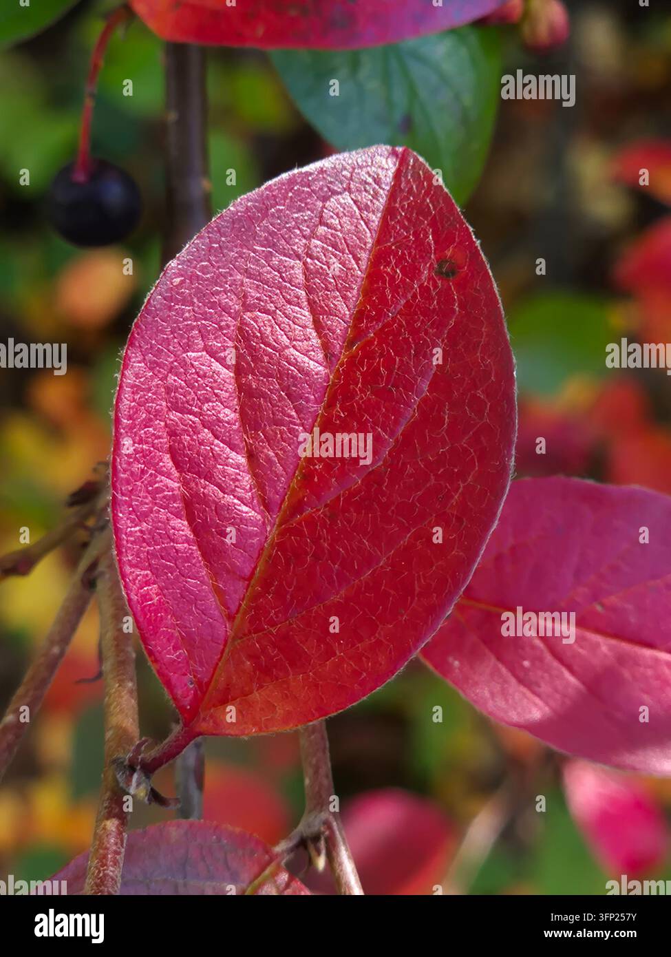 Prima vista delle foglie autunnali rosa e bordeaux di un cotoneaster ornamentale, Cotoneaster lucidus, che cresce come siepe ornamentale da giardino Foto Stock