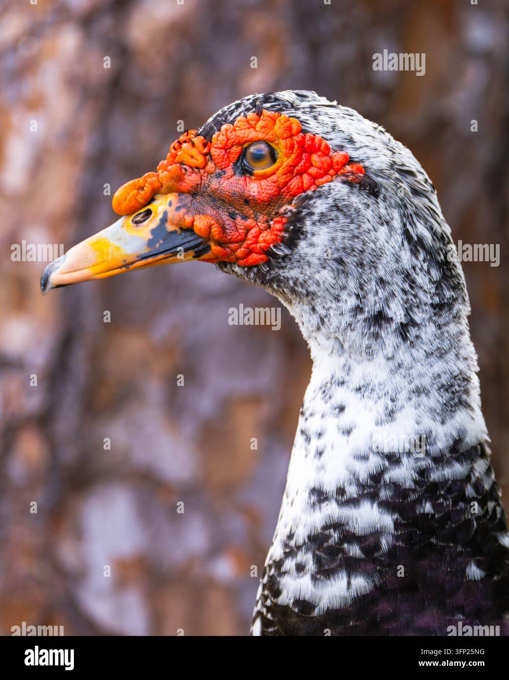 Ritratto ravvicinato di anatra Moscovia Cairina moschata che mostra caruncole facciali rosse, piumaggio screziato e becco dettagliato su uno sfondo naturale. Foto Stock
