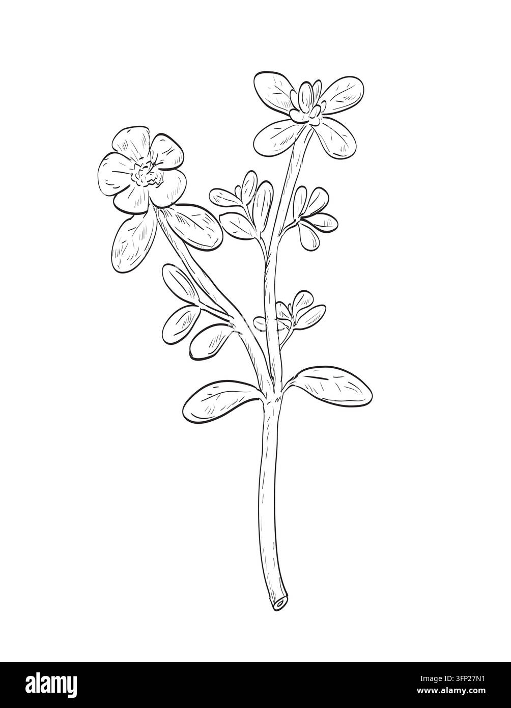 Illustrazione in stile schizzo di portulaca comune o Portulaca oleracea, una pianta annuale succulenta a crescita bassa, un'erbaccia e una pianta selvatica commestibile su b isolato Illustrazione Vettoriale