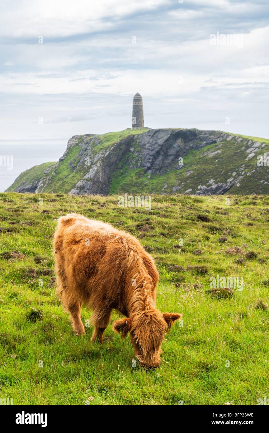 Mucca Highland polita che pascola sull'erba davanti al Monumento Americano, isola di Islay, Scozia (formato verticale) Foto Stock