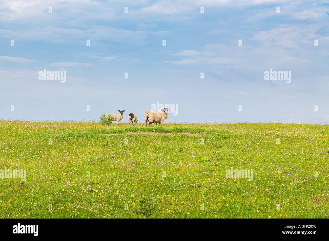 Tre pecore in piedi su un campo verde vicino a Loch Ardnave, isola di Islay, Scozia Foto Stock