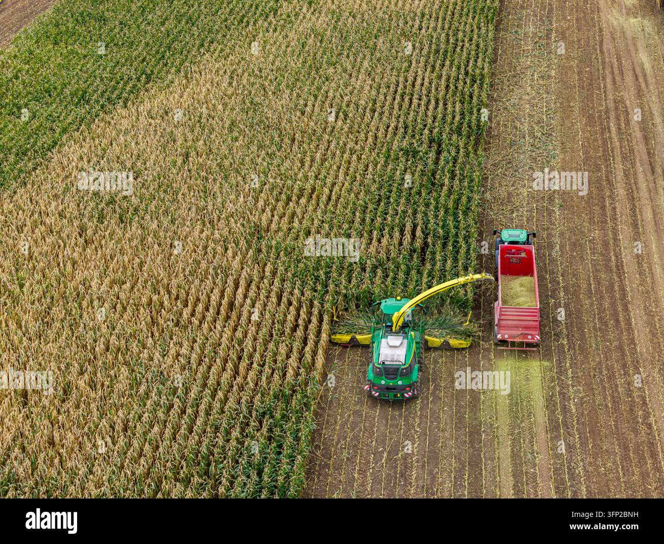 Vista aerea di una mietitrice che taglia il mais in un campo con un rimorchio rosso che raccoglie il raccolto in Germania. Foto Stock
