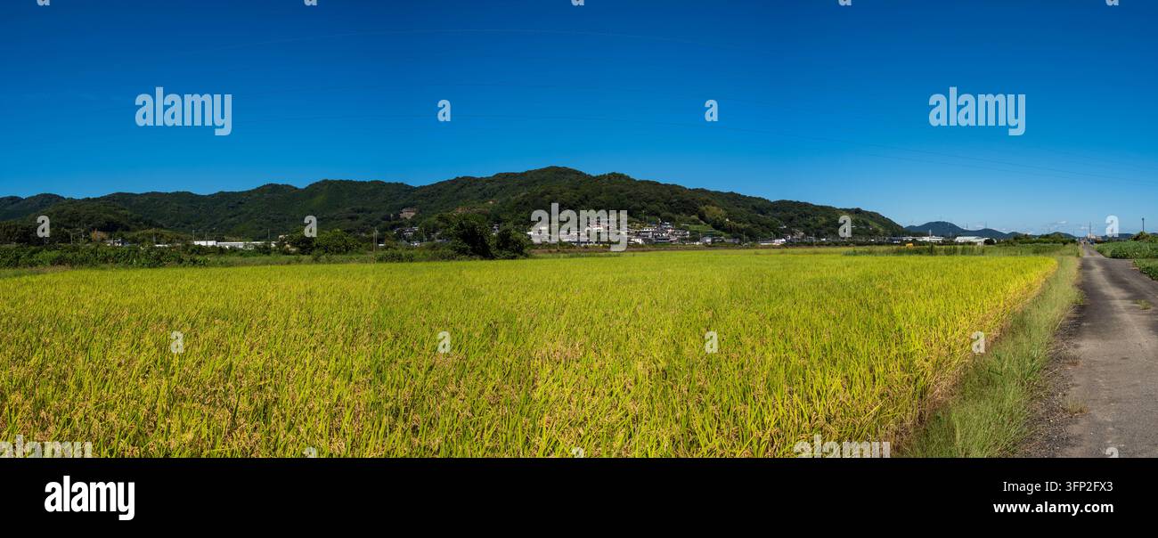Piante di riso in maturazione nelle risaie di Kiga, Hosoecho, Hamana Ward, Hamamatsu, Shizuoka, Giappone, con montagne e cielo azzurro, 1 ottobre 2026. Foto Stock