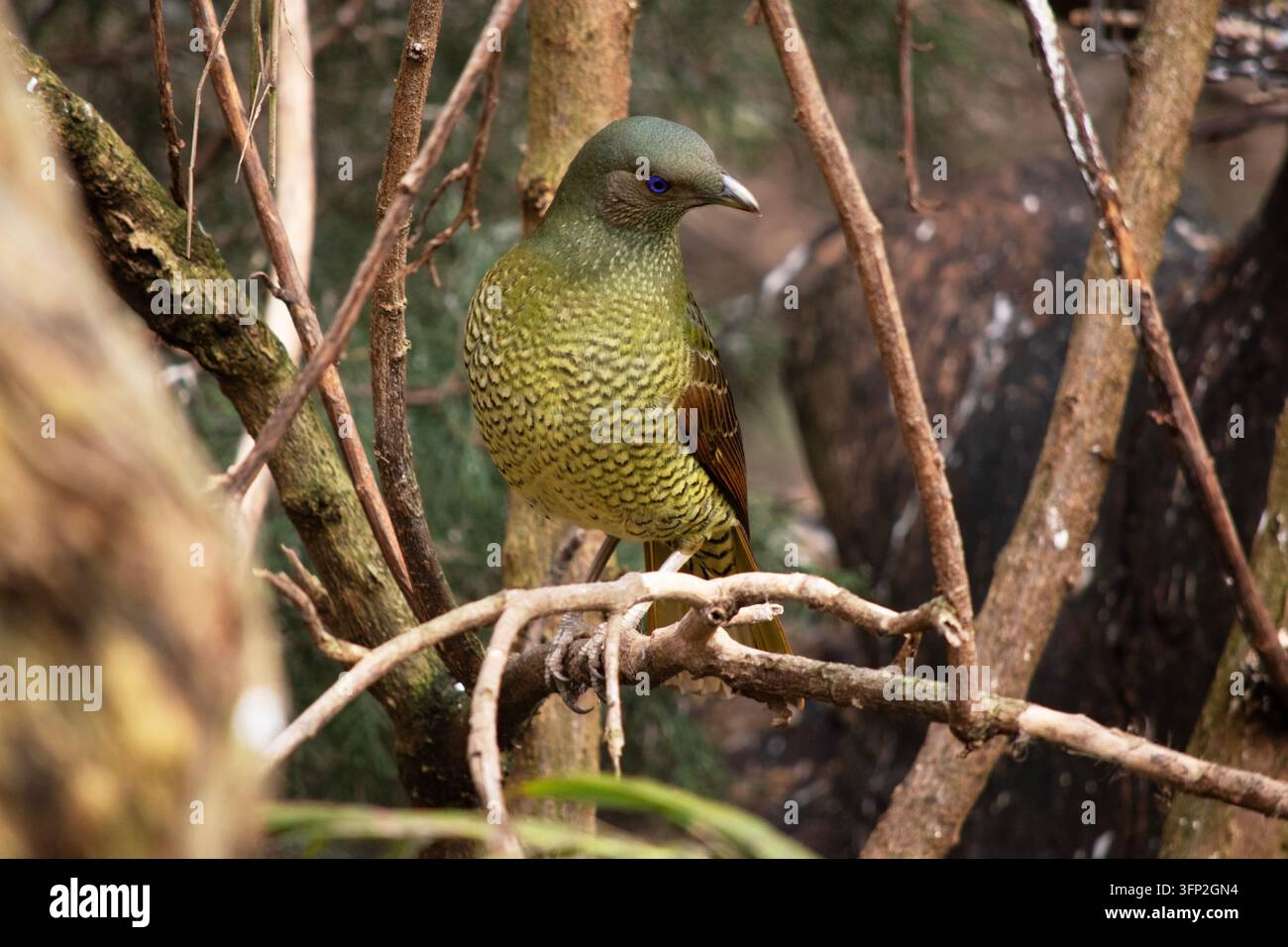 Un uccello del paradiso femmina è un uccello di taglia media, verde oliva e marrone con piumaggio mimetico Foto Stock