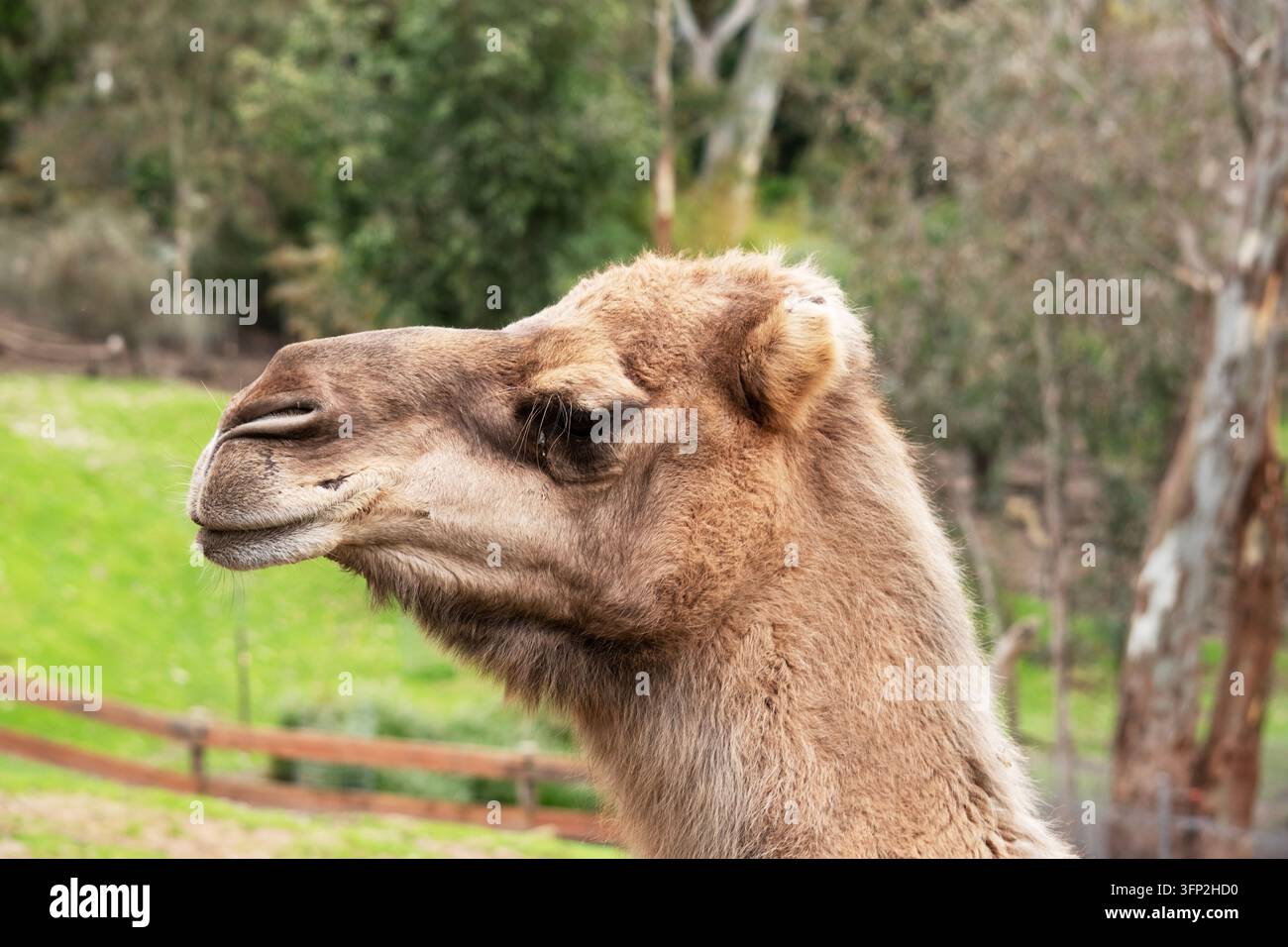 I cammelli sono mammiferi con occhi marroni, lunghe ciglia, muso dalle labbra grandi e dorso gobbato. Foto Stock