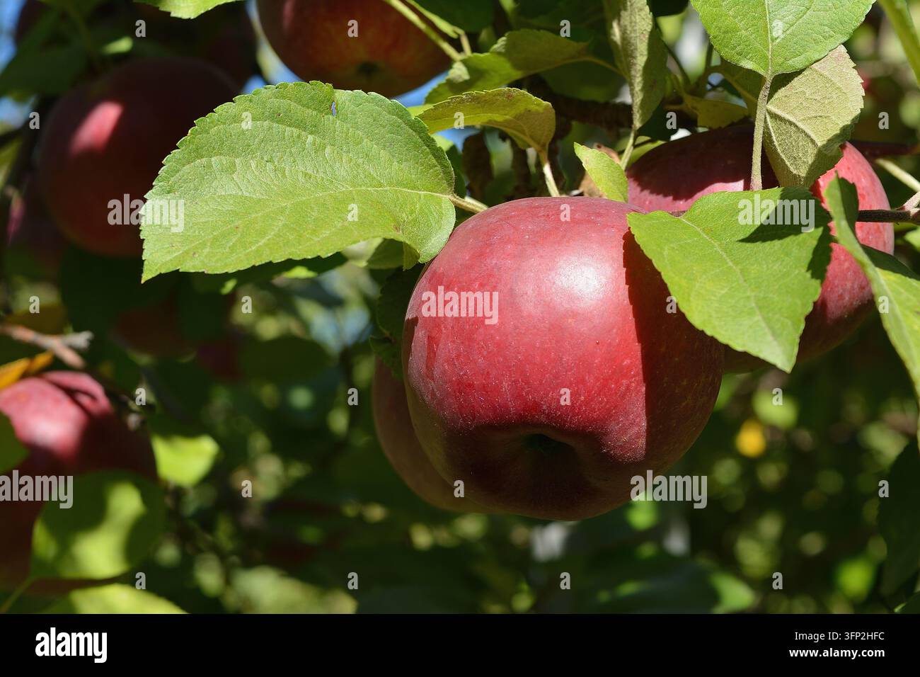 Mela rossa matura che cresce su un albero tra foglie verdi 2 Foto Stock