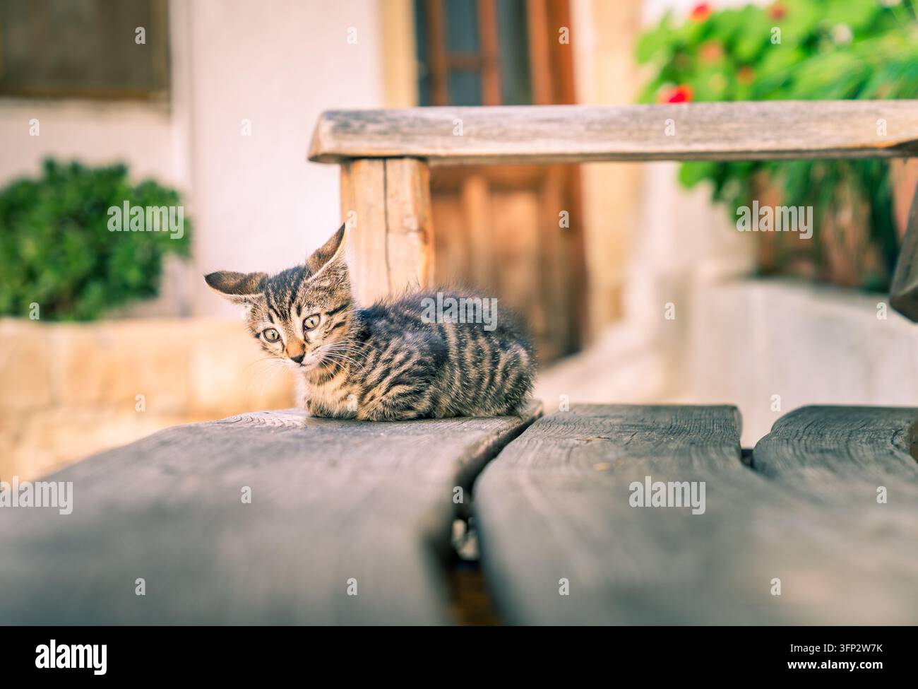 Primo piano di un gattino curioso seduto su una panca di legno in un cortile di monastero tradizionale a Creta, Grecia Foto Stock