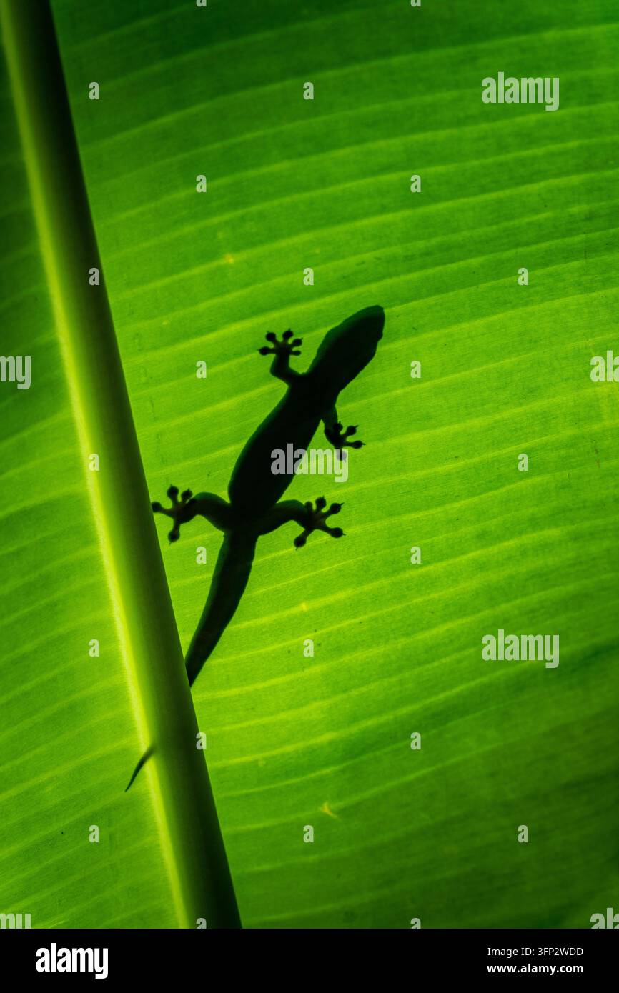 Silhouette attraverso una foglia di banano del geco domestico comune o Hemidactylus frenatus nel Kimberley dell'Australia Occidentale. Foto Stock