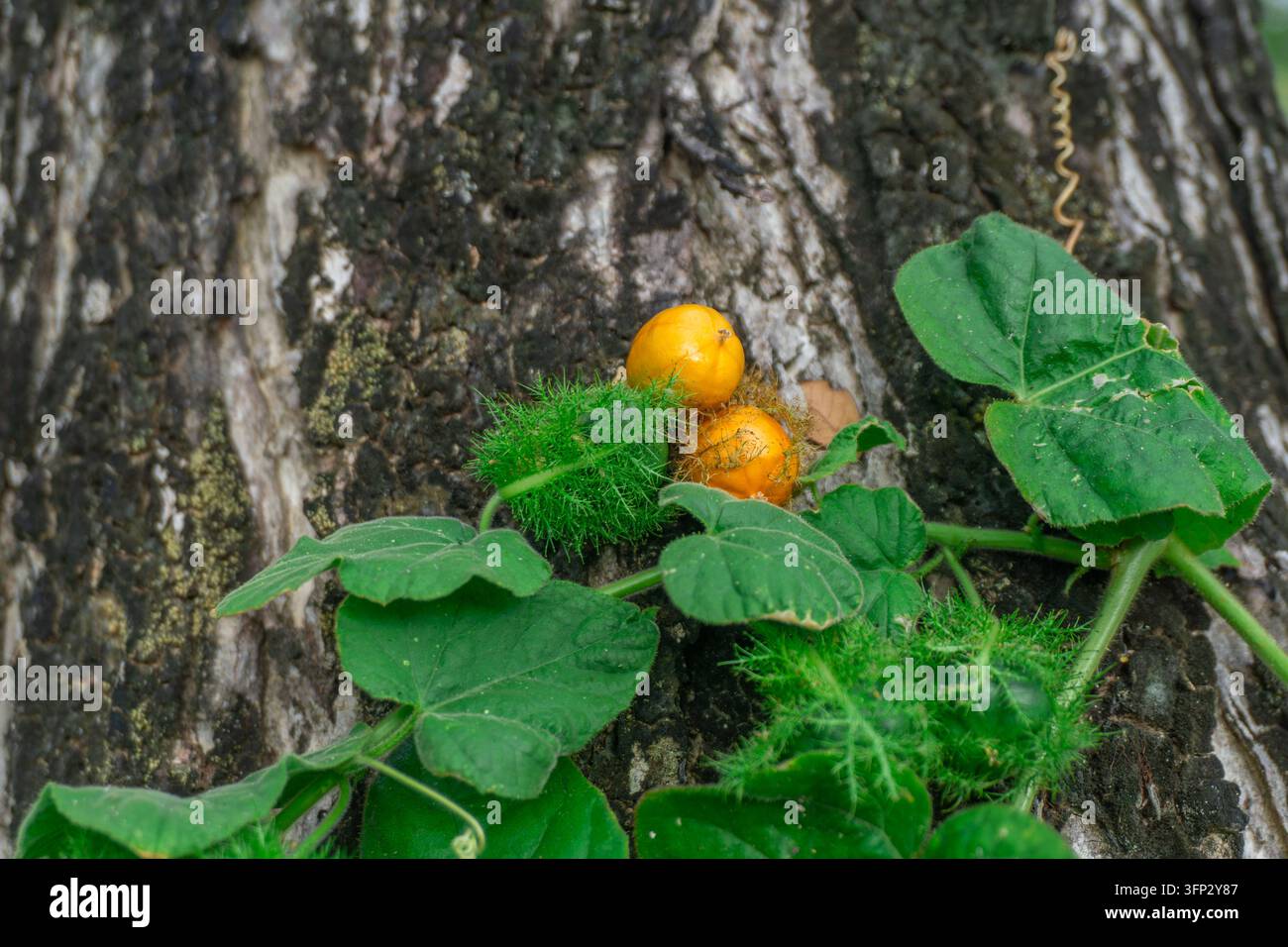 Frutti della passione selvatici maturi (Passiflora foetida) con brattee verdi piumose su una vite che rampica su un tronco d'albero muschioso Foto Stock