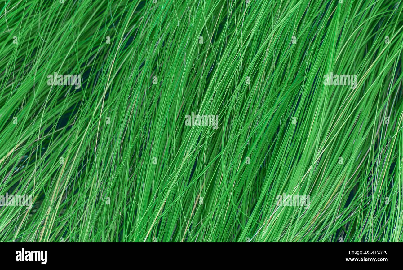 Primo piano di lunghe foglie d'erba verde che scorrono diagonalmente, inquadratura completa sfondo naturale con texture fresca Foto Stock
