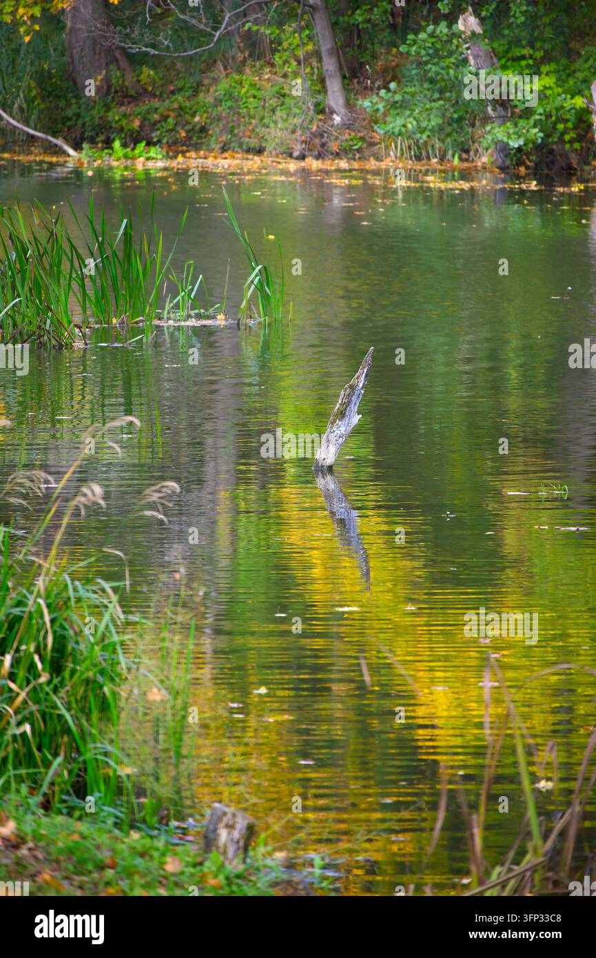 Il fogliame dorato si riflette sulla superficie ondulata dell'acqua mentre alti giunchi verdi crescono lungo la riva fangosa in questa pacifica scena naturale della foresta Foto Stock