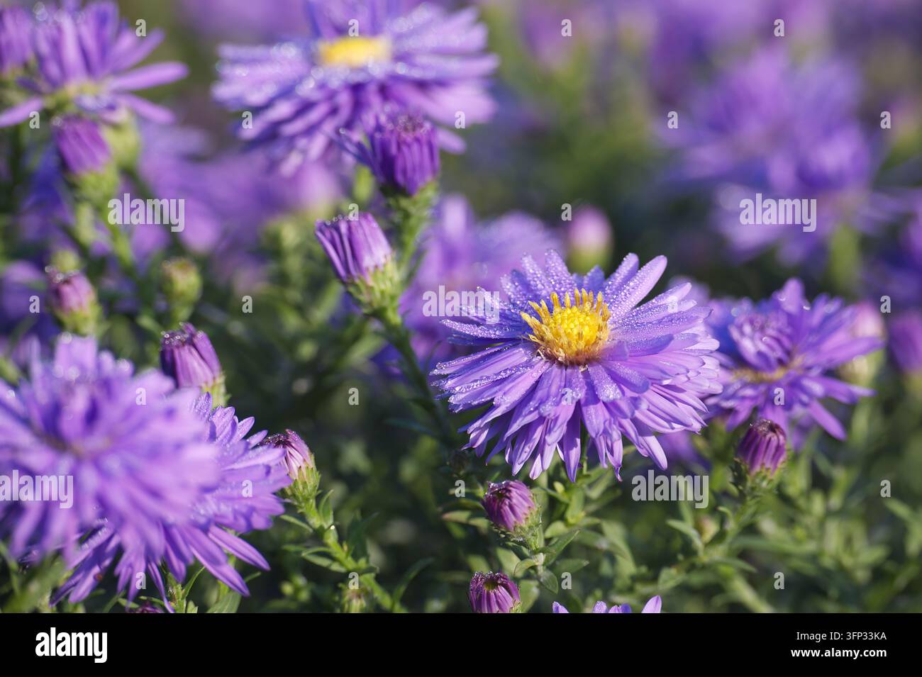 Vista ravvicinata di belle aster perenni con centri giallo brillante e raggi viola morbidi che luccicano sotto la dolce luce del mattino Foto Stock