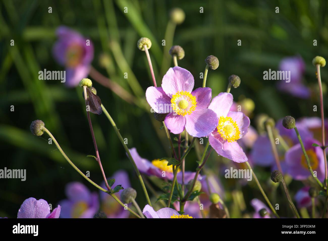 Vista ravvicinata dei delicati petali dell'Anemone hupehensis con centri giallo brillante circondati da fogliame verde e numerose gemme di fiori non ancora aperte Foto Stock