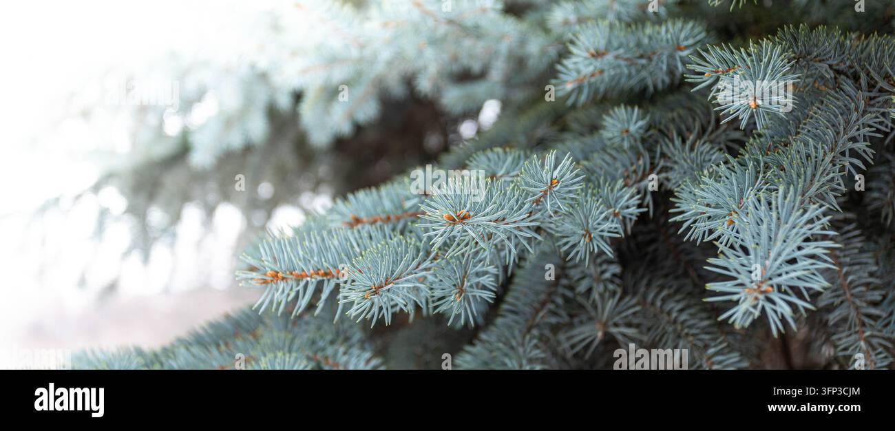 Rami di abete blu riempiono il quadro con aghi blu-verdi stratificati e steli marroni, mentre il fogliame leggermente sfocato e la luce intensa creano una naturale, t Foto Stock