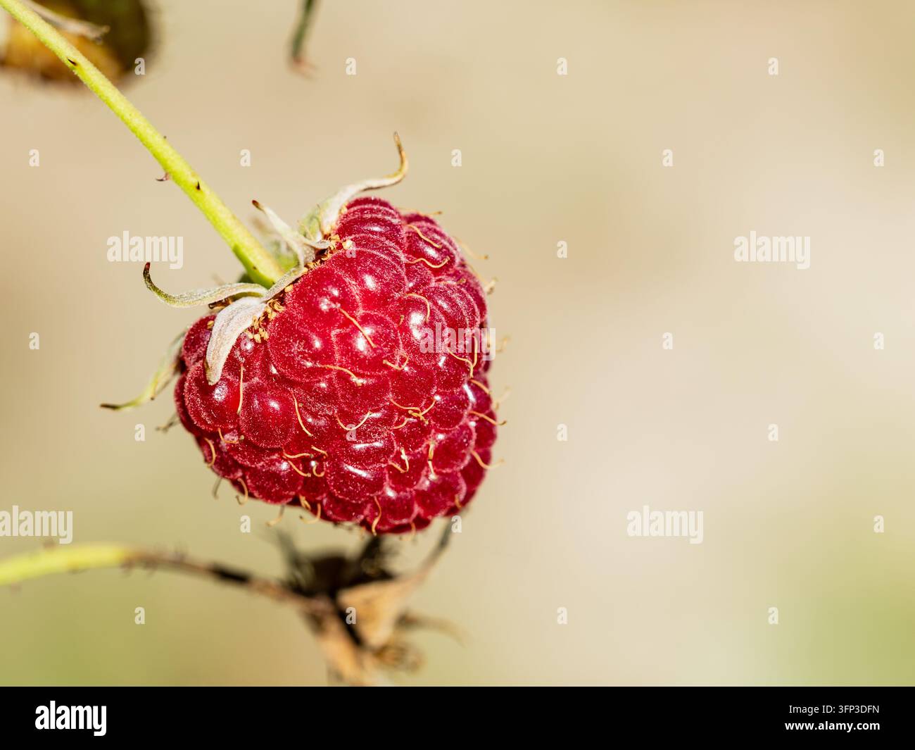 Frutta di lampone rosso maturo appeso a un gambo su uno sfondo sfocato Foto Stock