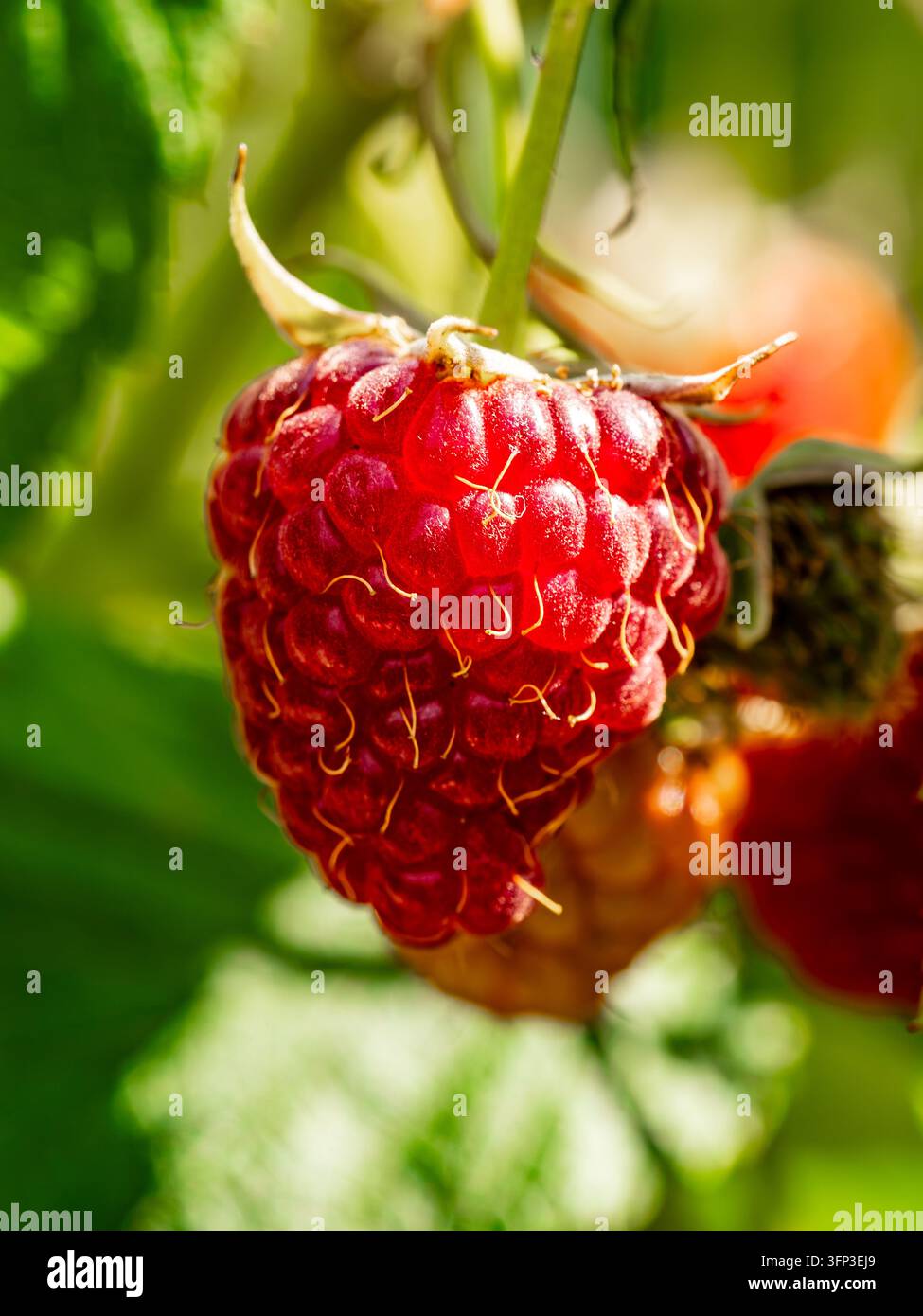 Frutta di lampone rosso maturo appeso a uno stelo tra foglie verdi Foto Stock
