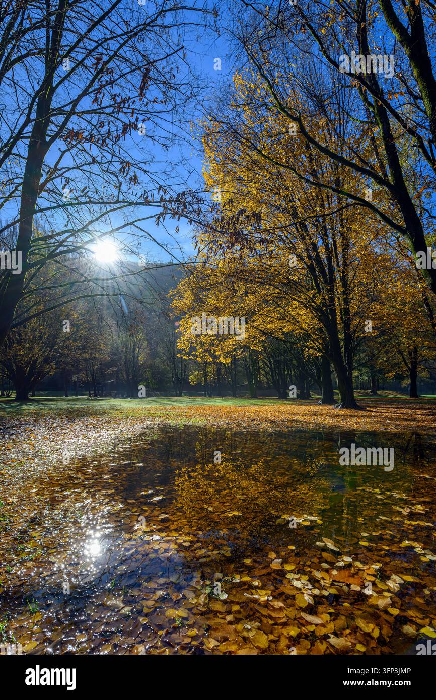 Foglie d'autunno dorate che galleggiano su una pozza d'acqua riflettente in un parco con la luce del sole che filtra attraverso gli alberi Foto Stock