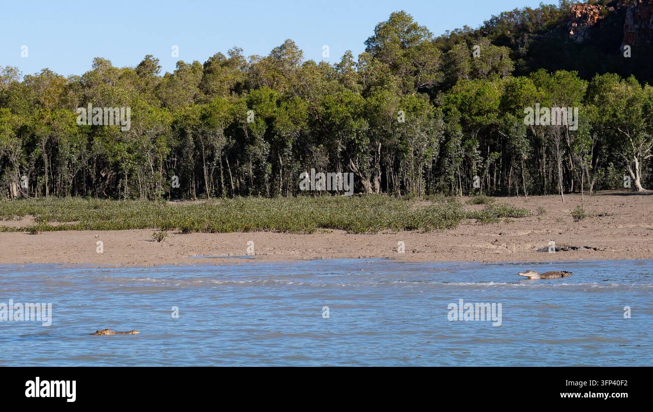 crocodilo nell'acqua Kimberley Australia predatore nascosto Foto Stock