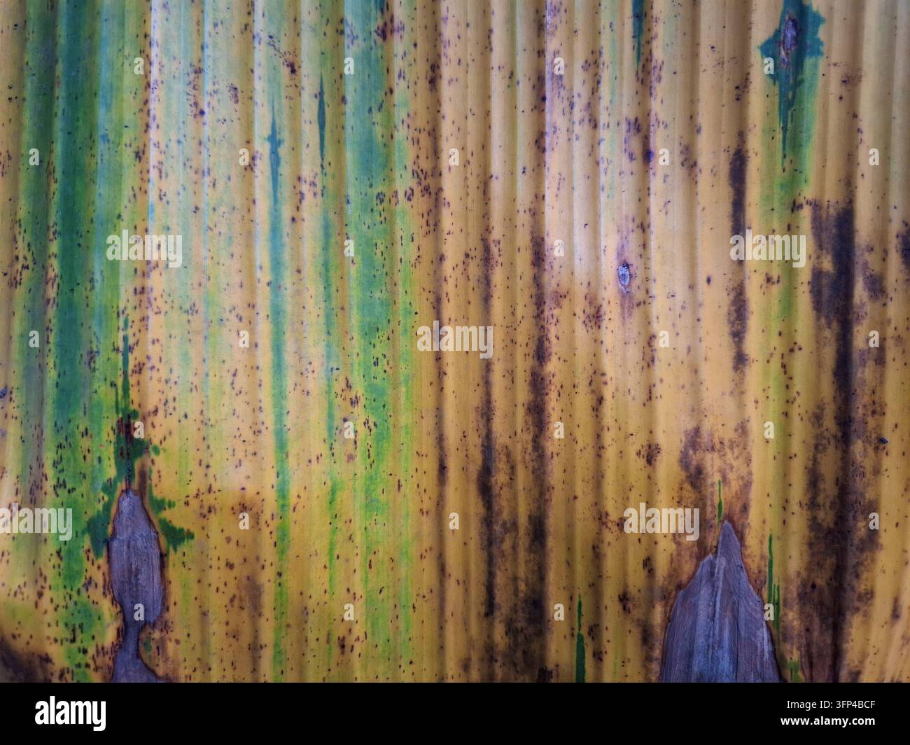 Superficie di foglia di banana consumata con linee verticali naturali, colori verde giallo e macchie marroni in primo piano macro sotto la luce del giorno Foto Stock