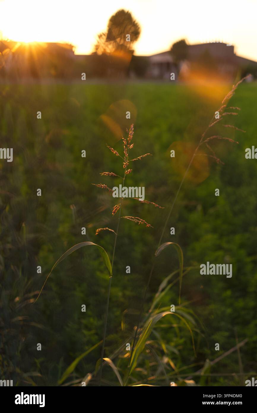 Prima piano di erba selvatica retroilluminata da un tramonto dorato, con un morbido effetto flare e uno sfondo sfocato di campo rurale. Foto Stock
