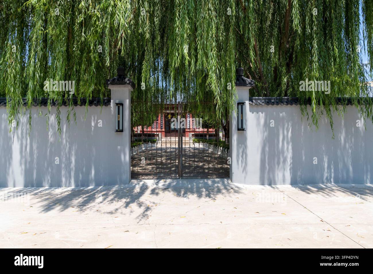 I rami pendenti di un salice piangente ombreggiano un cancello di metallo in un muro di confine bianco al tempio Kuangjiao di Handan, Hebei, Cina. Foto Stock