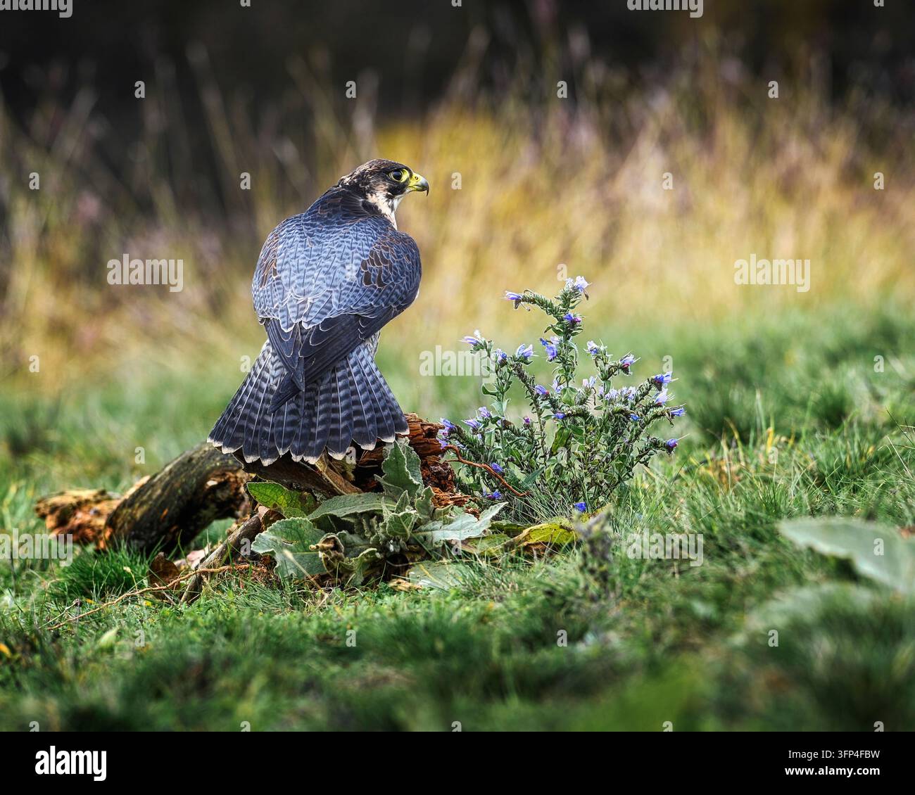Falco pellegrino - Falco peregrinus seduto nell'erba in autunno in Slovacchia Foto Stock
