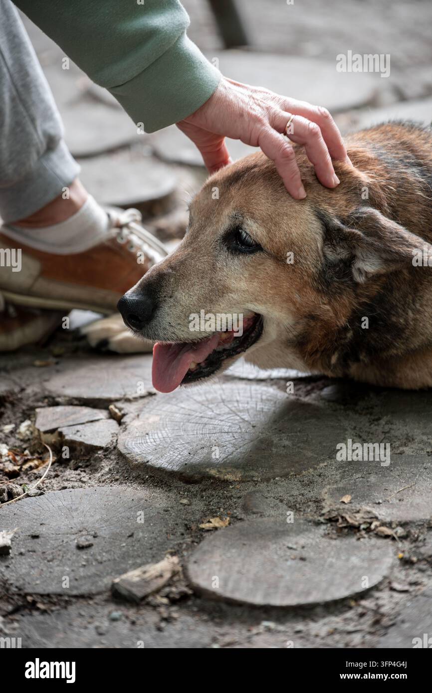 Persona che accarezza un cane all'aperto Foto Stock