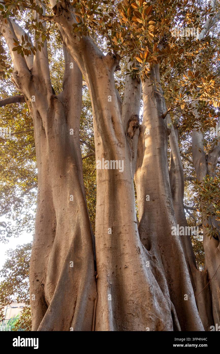 Radici e tronco massicci di un fico centenario in un parco pubblico Foto Stock
