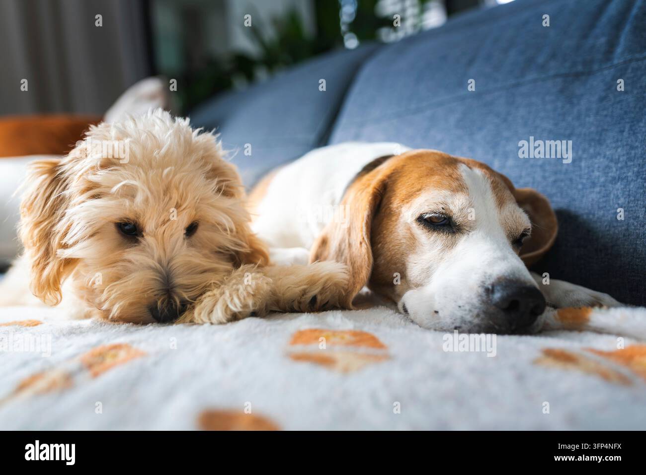 Adorabili cani Maltipoo e Beagle che si rilassano insieme su un comodo divano, godendosi un tranquillo pisolino pomeridiano Foto Stock