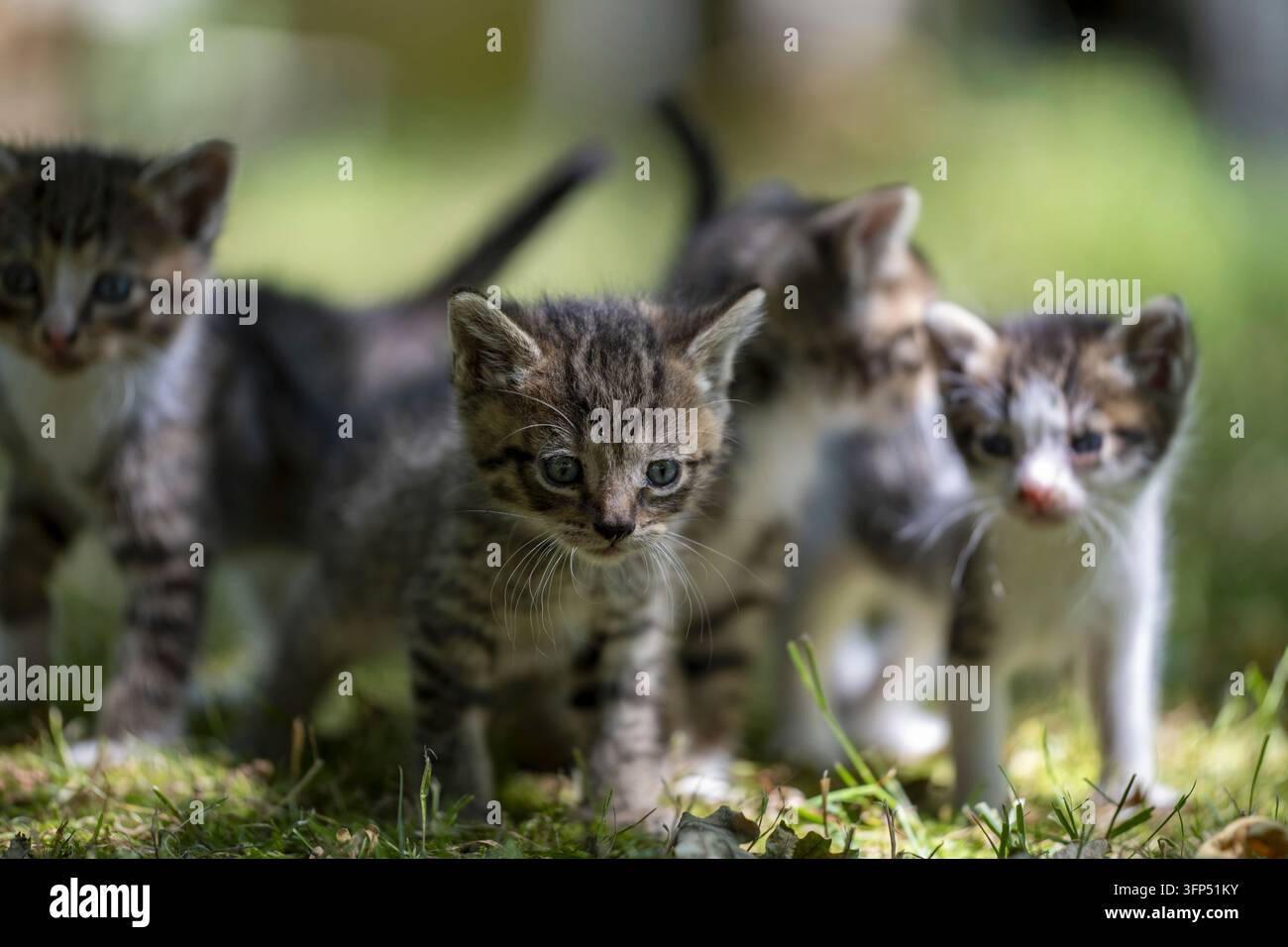 Grazioso e curioso gattino randagio annidato nell'erba di una foresta, messa a fuoco selettiva sul primo gattino Foto Stock