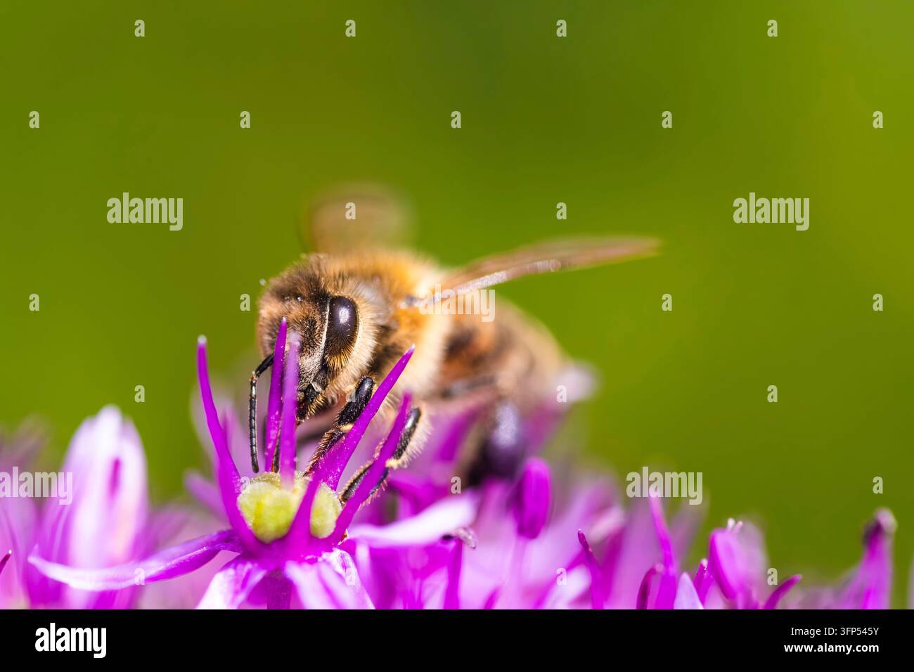 Questa è una foto dettagliata che ha trovato un'ape prosperosa mentre raccoglie nettare da una fiore viola brillante nella natura Foto Stock