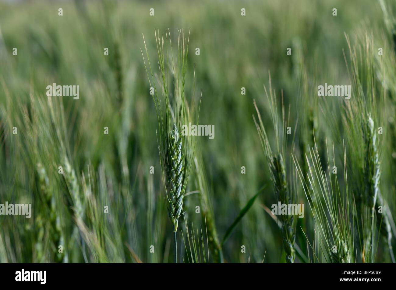 Gambi di grano verde vibrante si estendono verso il cielo azzurro, crogiolandosi nel calore del sole estivo. Il campo prospera di vita, sussurrando storie Foto Stock