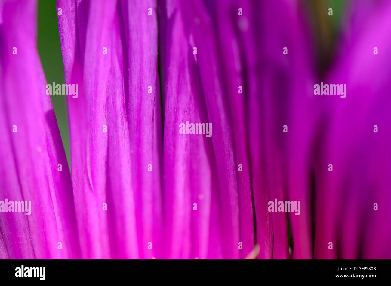 Vista macro dei frutti commestibili e delle foglie carnose triangolari di Carpobrotus edulis, una succulenta costiera che prospera nei terreni sabbiosi e alla piena luce del sole Foto Stock