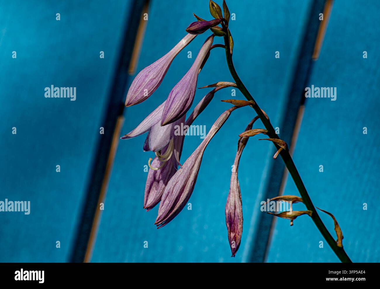 Un grappolo di fiori di hosta viola in fiore appesi a uno stelo verde e sottile che proietta un'ombra floreale netta contro una superficie di legno blu vibrante. Foto Stock
