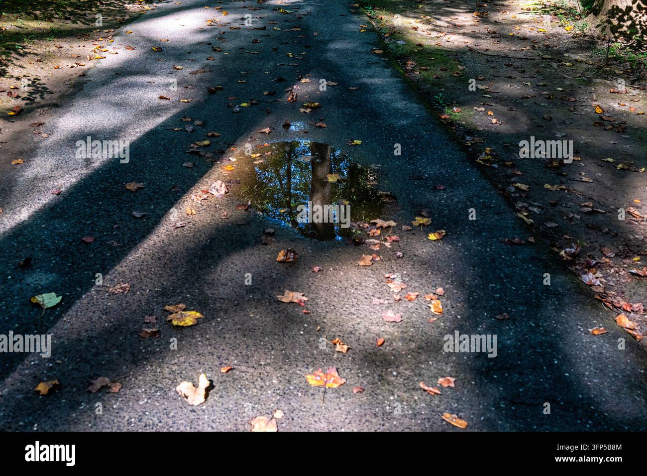 Foglie cadute in una pozzanghera su un sentiero escursionistico in un parco del Maryland Foto Stock