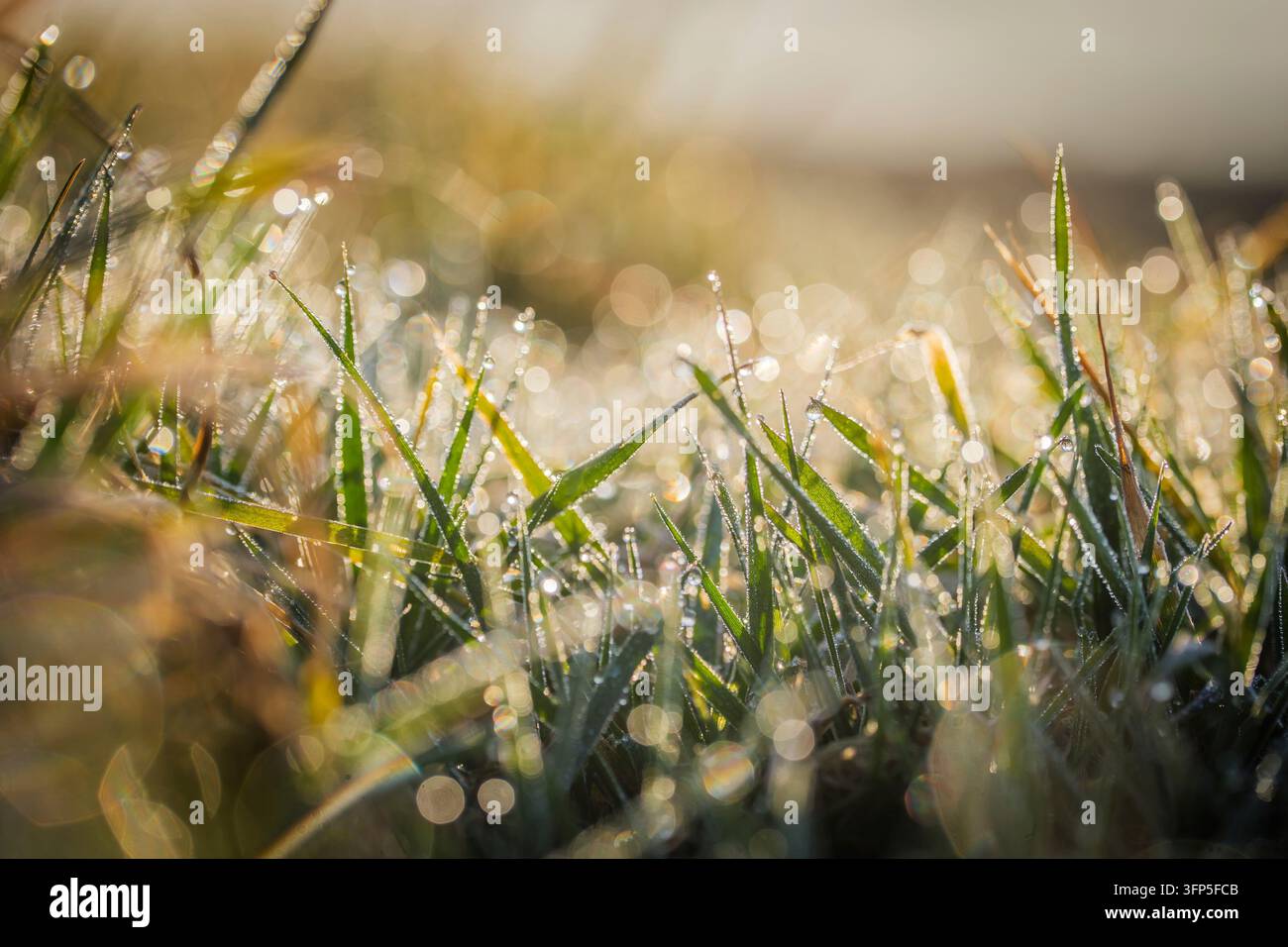 Rugiada scintillante nell'erba in una fresca mattina di primavera soleggiata Foto Stock