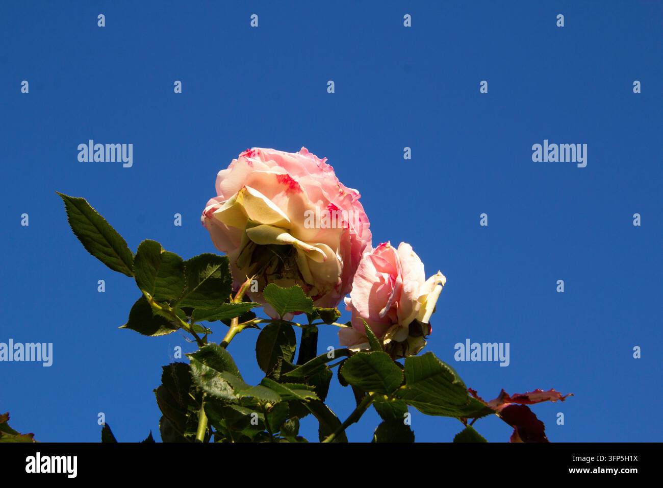 Rosa rosa rosa rosa rosa in fiore nelle ore d'oro del nostro giardino Foto Stock