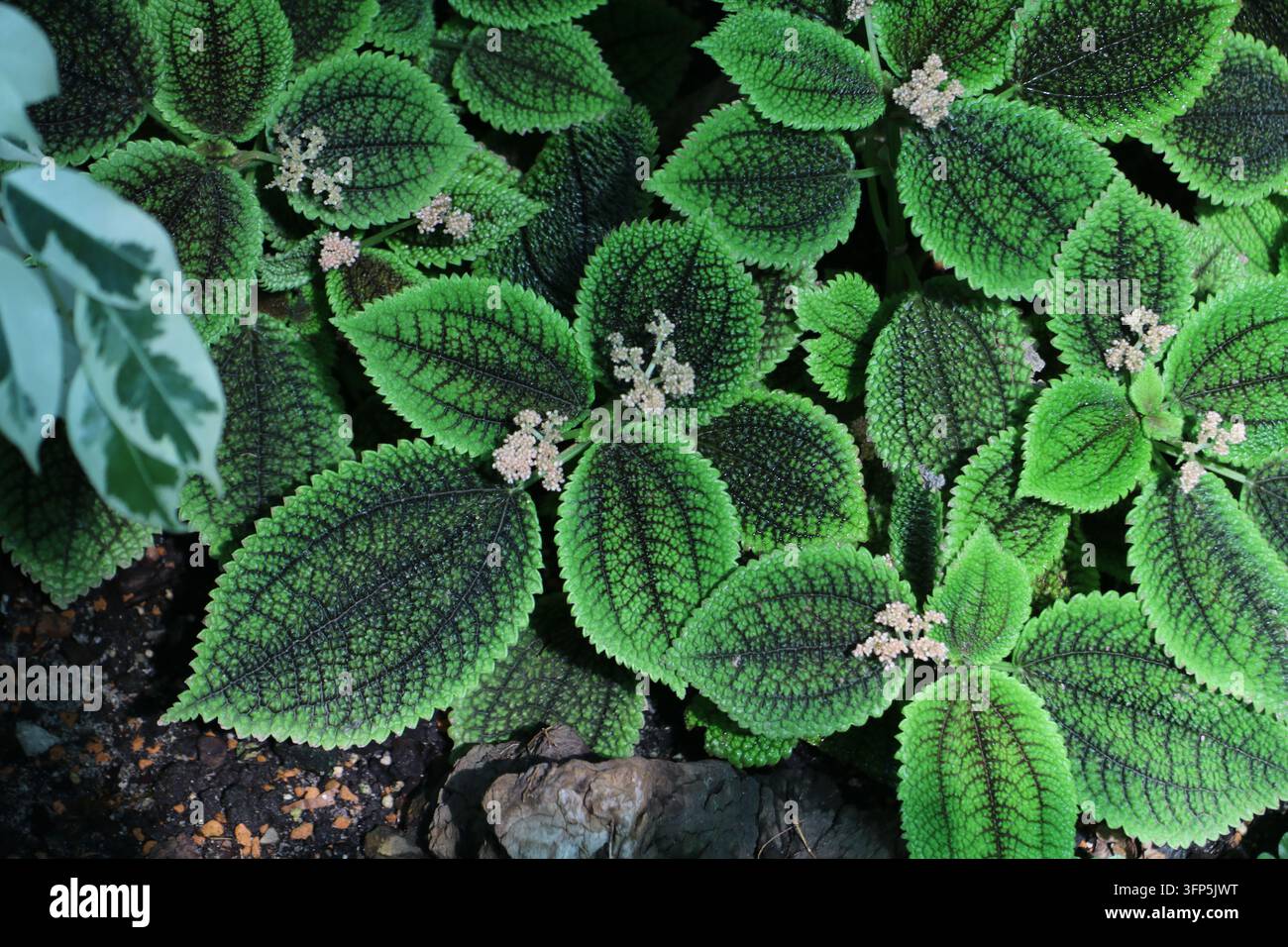 Primo piano di foglie verdi strutturate con venature scure e piccole grappoli di fiori pallidi, che creano un ricco motivo botanico. Foto Stock