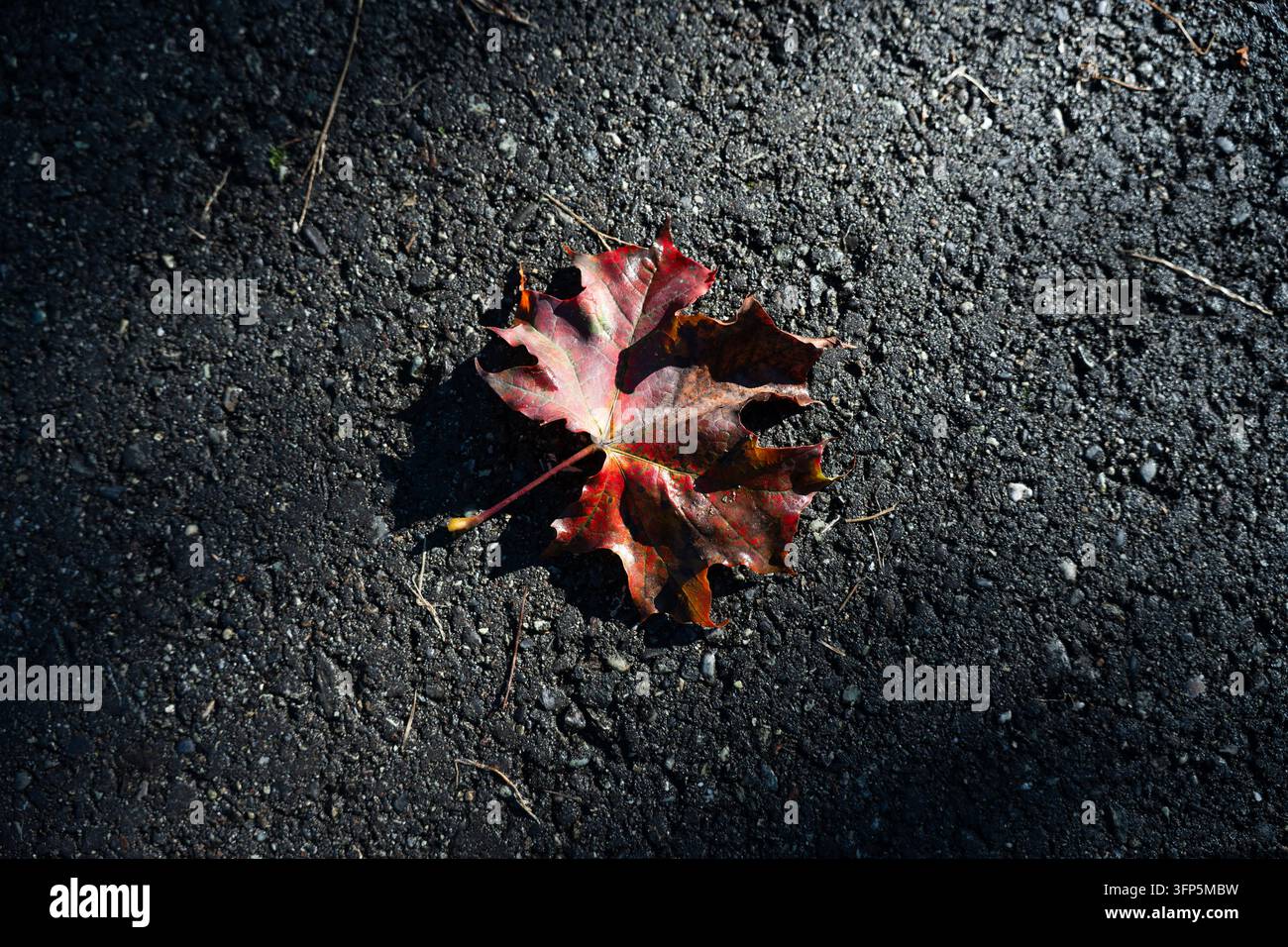 Sfondo naturale astratto con una singola foglia d'acero rossa su asfalto scuro. Foto Stock