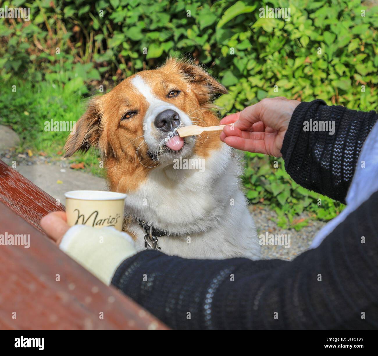 Un cane Welsh Collie marrone e bianco che mangia o lecca un gelato da un barattolo, Galles, Regno Unito Foto Stock