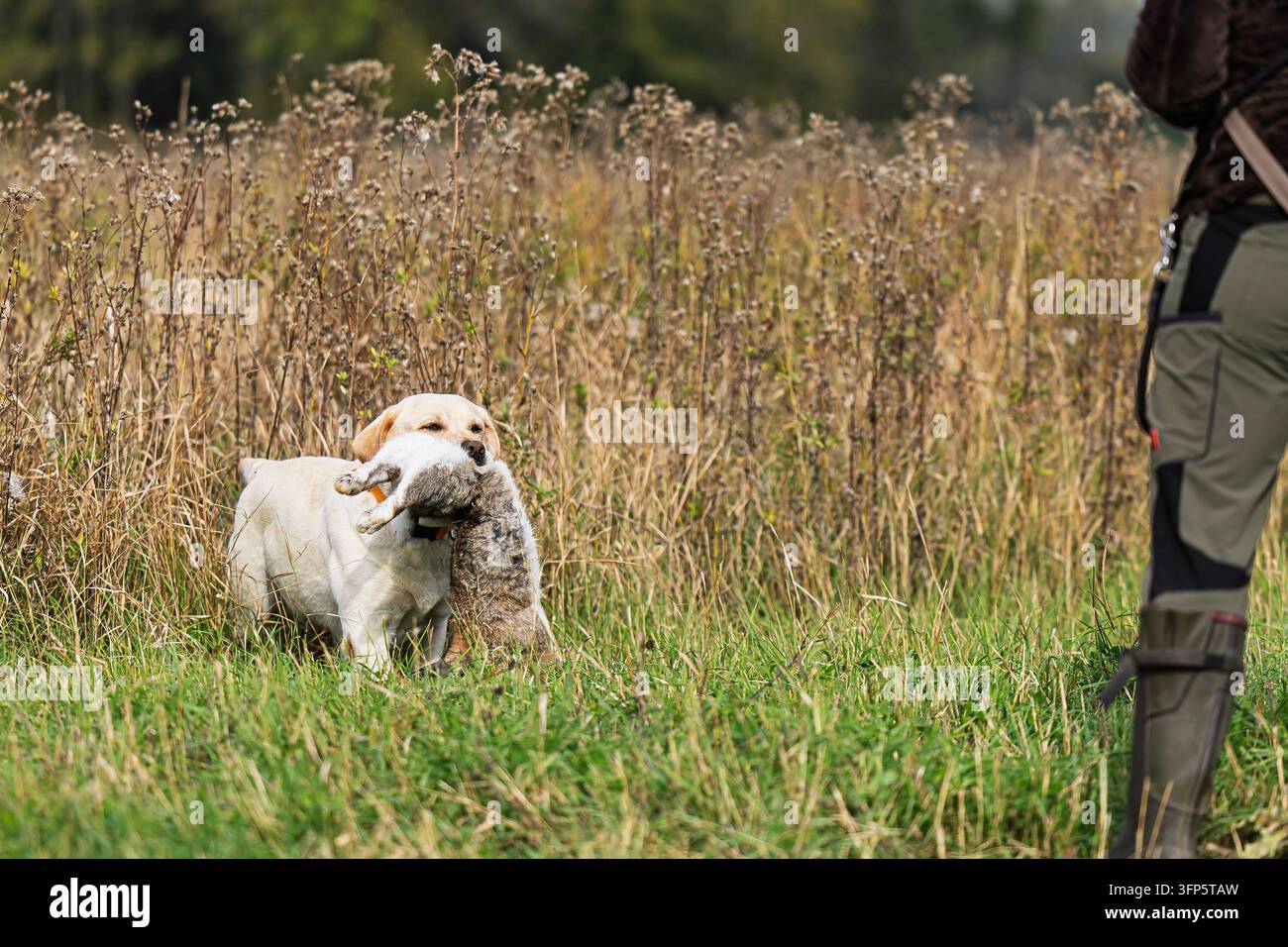 Labrador retriever giallo che si muove tra l'erba ruvida con una lepre in bocca e un addestratore nelle vicinanze, illustrando il recupero controllato della selvaggina durante il lavoro sul campo Foto Stock