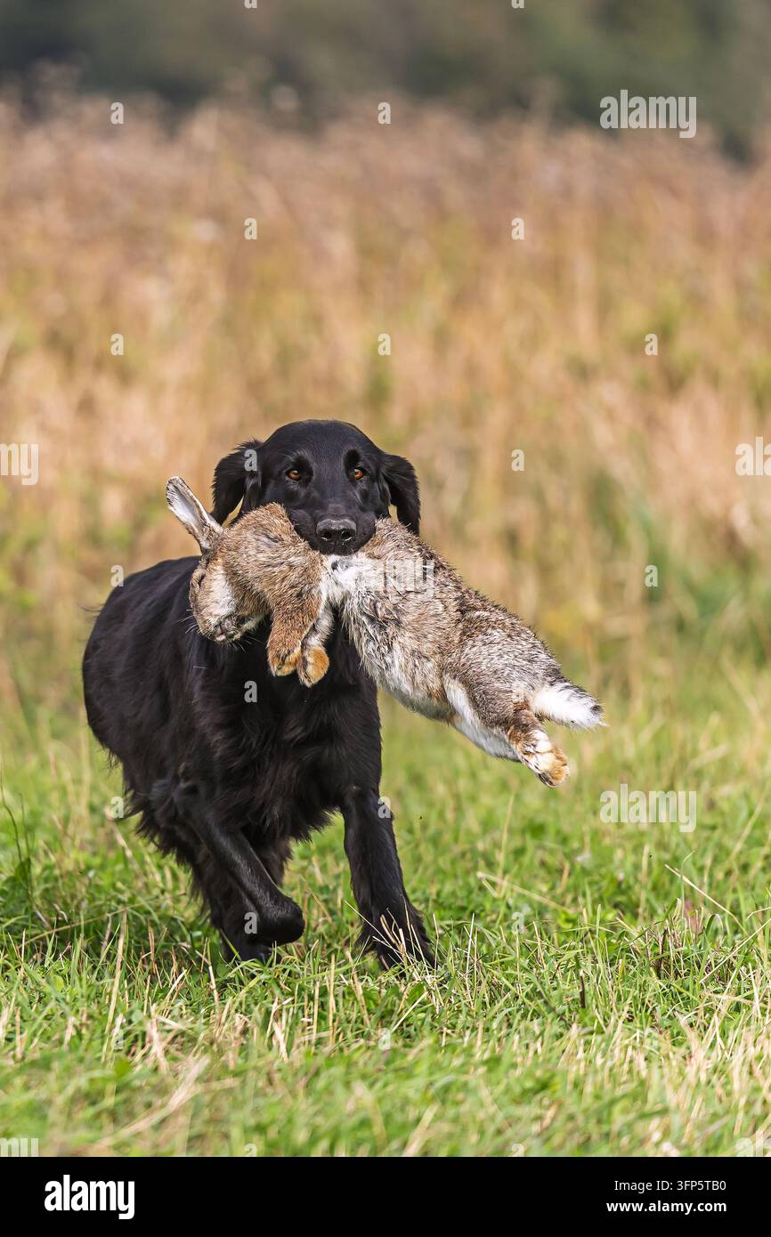 Retriever nero porta un coniglio mentre corre su un prato, dimostrando un comportamento di recupero da cane da caccia addestrato nella campagna aperta. Foto Stock
