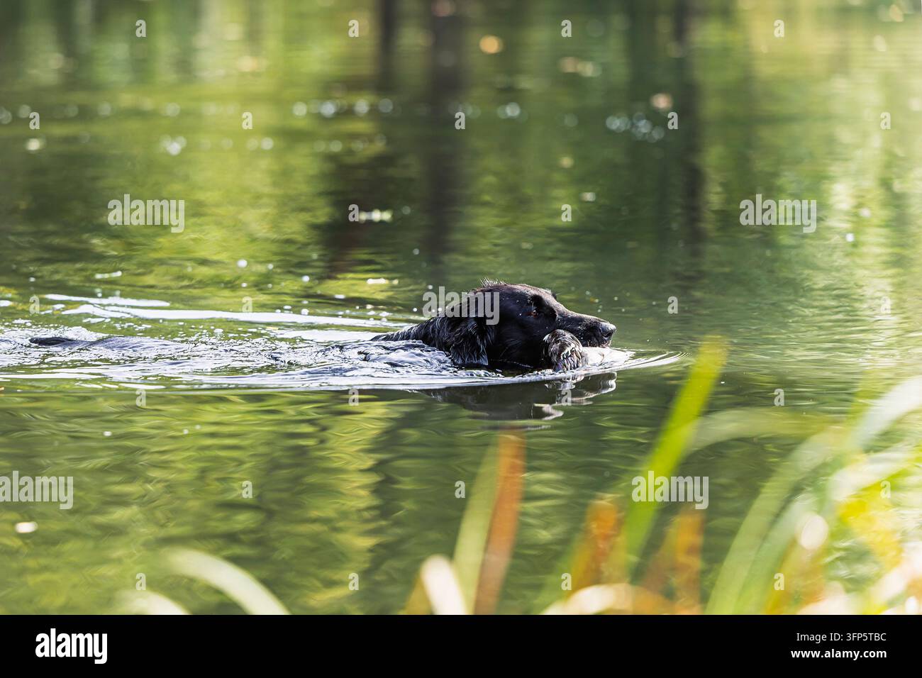 Retriever nero che nuota attraverso acqua verde riflettente con un uccello selvatico tenuto saldamente in bocca, dimostrando un recupero controllato nell'acqua durante Foto Stock