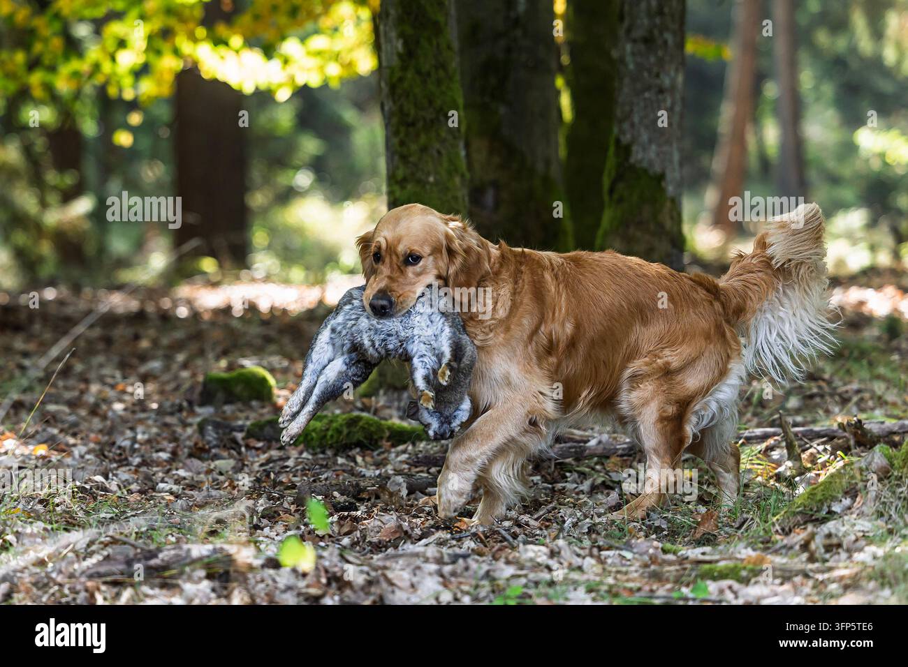 Golden retriever che cammina attraverso un bosco con un coniglio in bocca, fotografato con una luce naturale soffusa durante lavori di recupero di caccia controllata Foto Stock