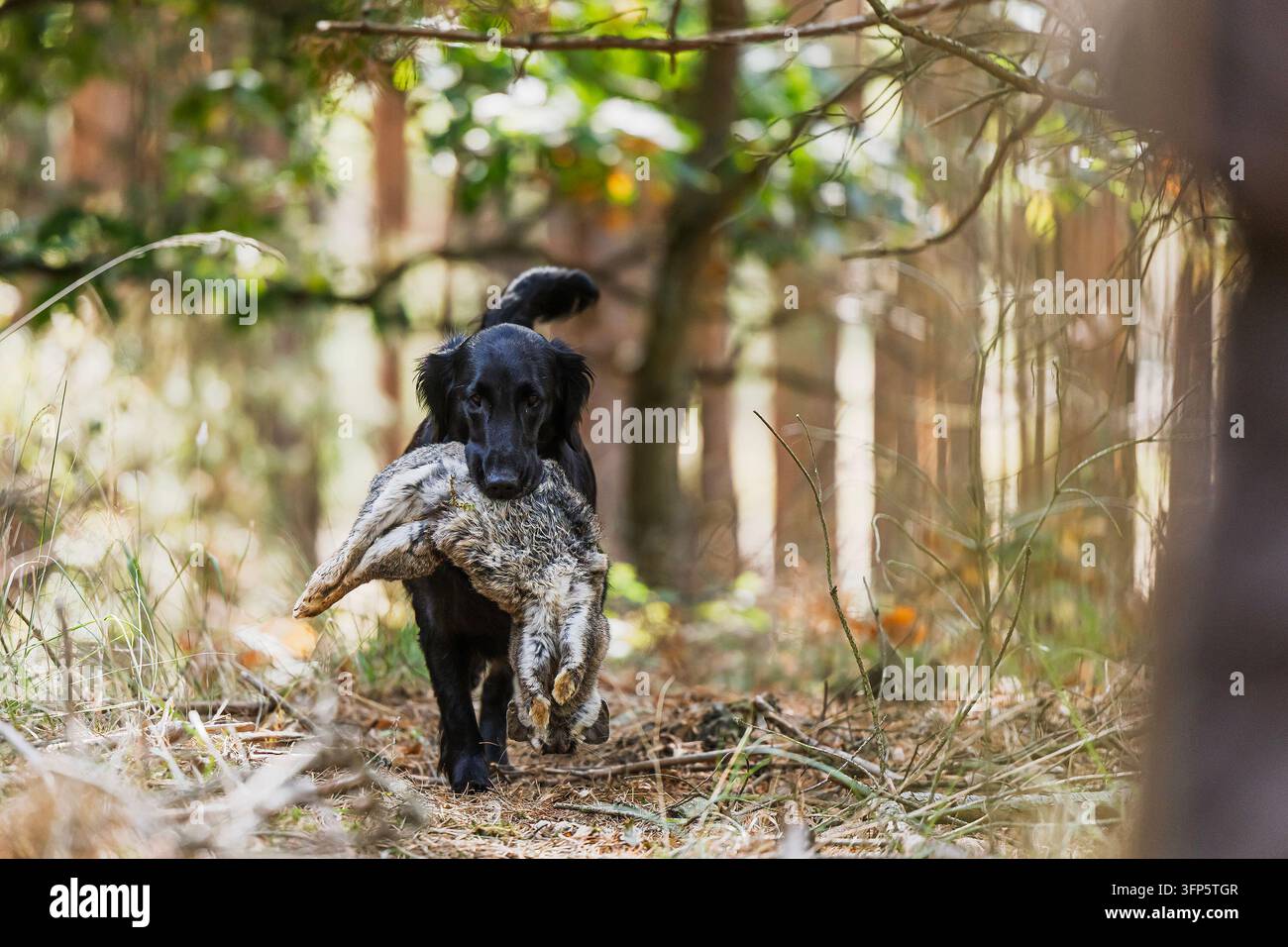 Retriever nero che si muove attraverso la foresta con una lepre tenuta saldamente in bocca, fotografato durante l'addestramento pratico di recupero della selvaggina e sul campo. Foto Stock