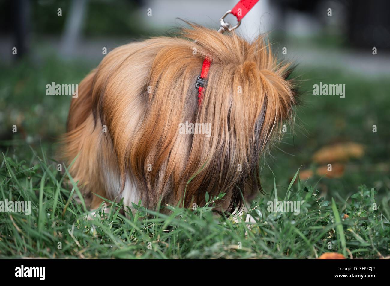 Primo piano orizzontale della vista posteriore di un cane Pekinese sofficio, color zenzero e bianco, con un guinzaglio rosso, che annusa l'erba verde. Cane Pekinese sofficio primo piano Foto Stock