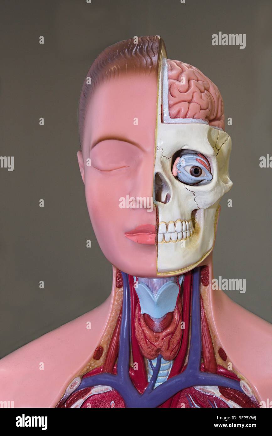 Modello anatomico tridimensionale con parti del corpo - modello didattico di medicina, primo piano Foto Stock